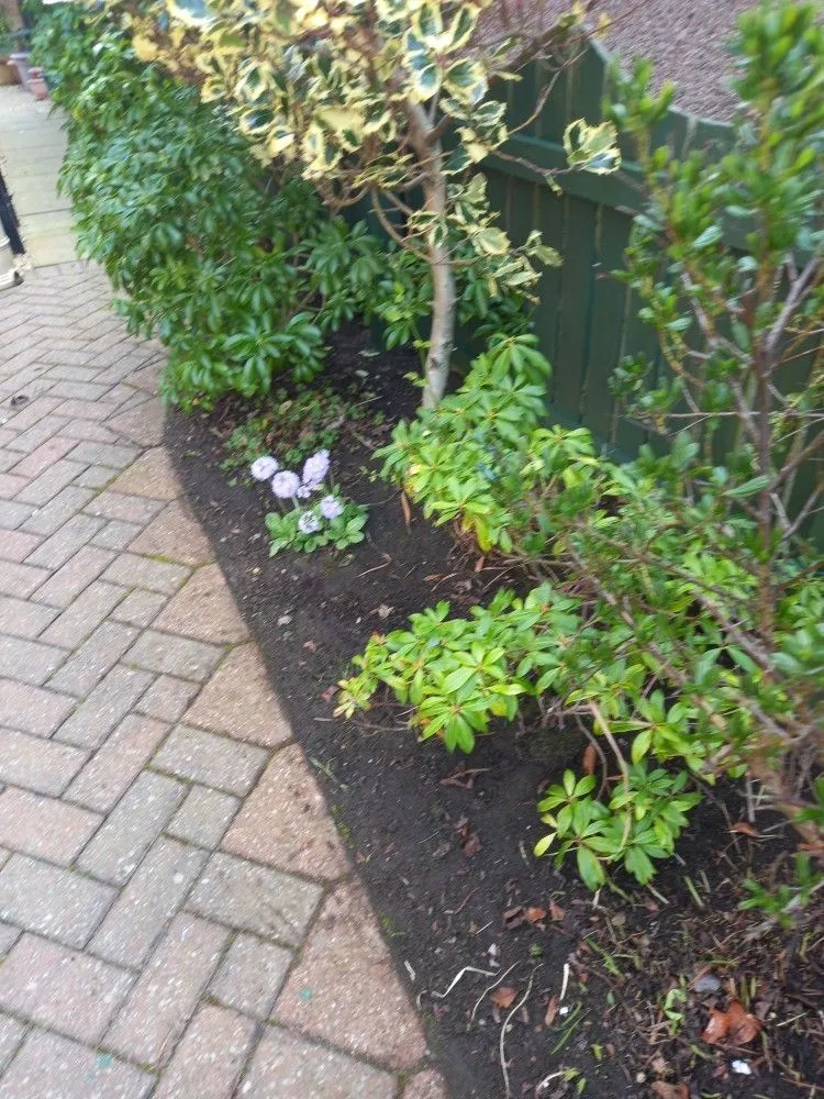 Tidy gardens: an example of our garden work