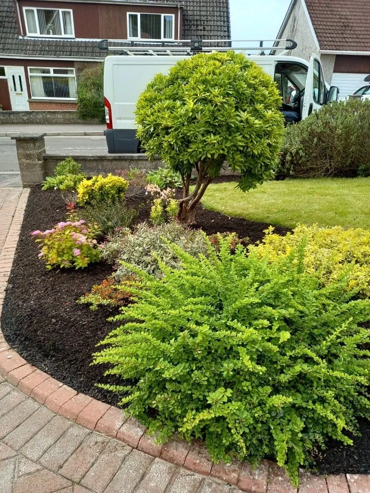 Shrubs & hedges: an example of our garden work
