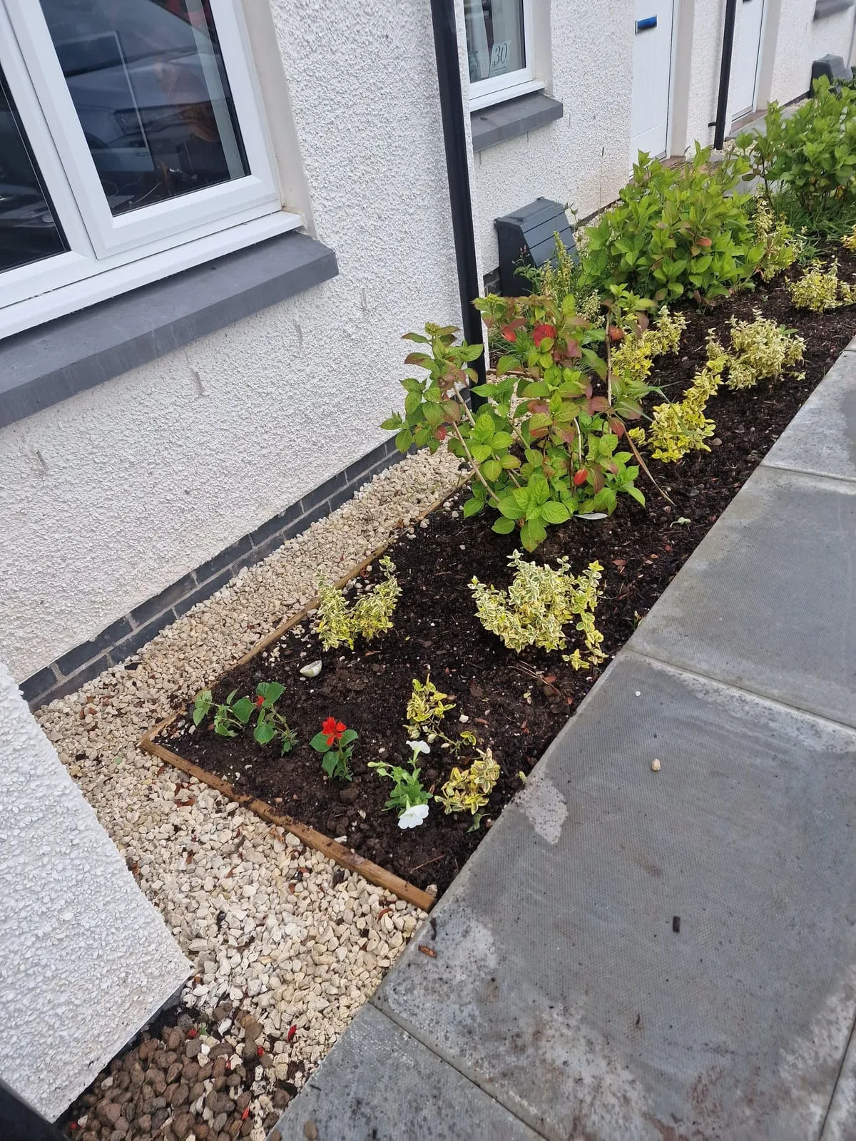 A planted garden border with shrubs and colourful flowers